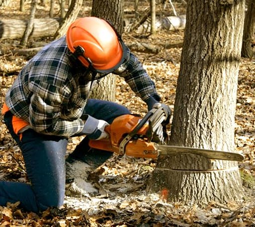 Tree Removal in Big Springs, WV